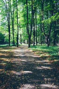 Güneş ışınları ile orman yolu. Retro grenli film bak.