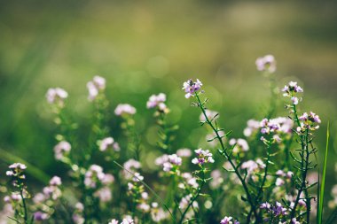 Güzel odak ihale çiçekler ile arka plan bulanıklık... Retro gr