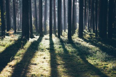 Sabah güneşi sonbahar ormanda kirişler. Retro grenli film bak.