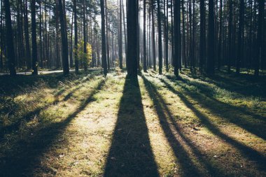 Sabah güneşi sonbahar ormanda kirişler. Retro grenli film bak.