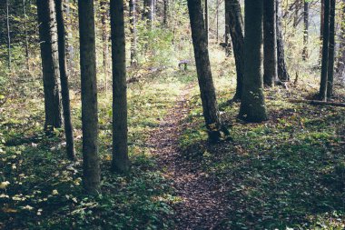 sonbahar renkli turizm iz ormanın içinde. Retro grenli film loo