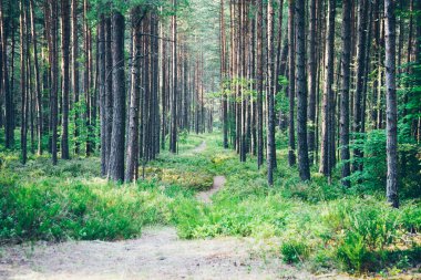 Denizde kum tepelerini yakınındaki ormanda iz. Retro grenli film bak