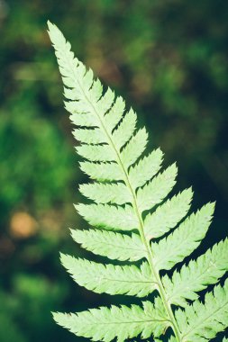 Fern ormandaki. Retro grenli film bak.