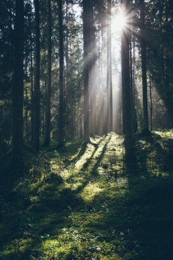 sabah güneş ışınları ile orman yolu. Retro grenli film bak