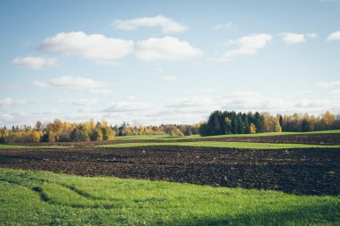 ülkenin ağaçları ile yeşil alan. Retro grenli film bak.