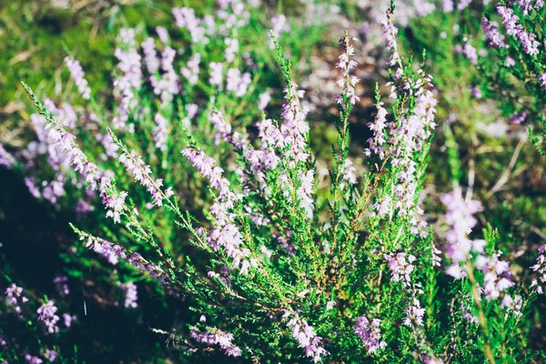 Λουλούδια της ερείκης στο δάσος. Εμφάνιση ρετρό κοκκώδες φιλμ. — Φωτογραφία Αρχείου