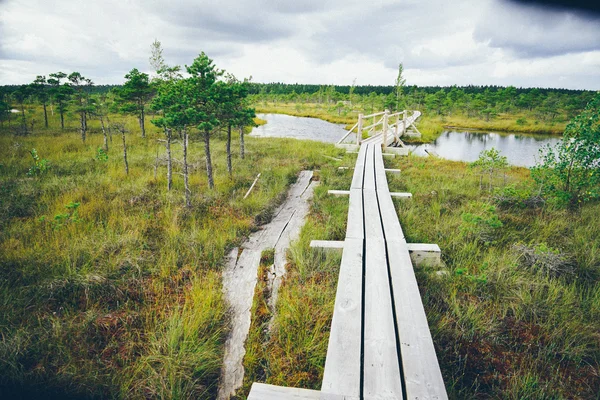 Swamp weergave met meren en wandelpad. Retro korrelig film kijken. — Stockfoto