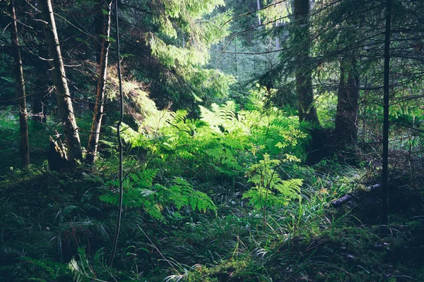 Alter Wald mit moosbewachsenen Bäumen und Sonnenstrahlen. retro körnig — Stockfoto