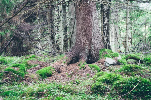 Floresta velha com musgo coberto de árvores e raios de sol. Grão retrô — Fotografia de Stock