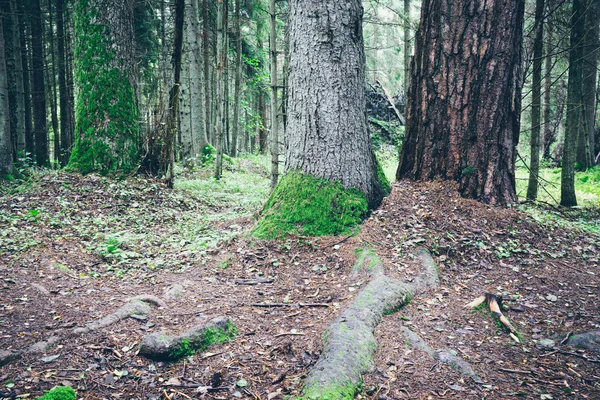 Vieille forêt avec des arbres couverts de mousse et des rayons de soleil. Graineux rétro — Photo