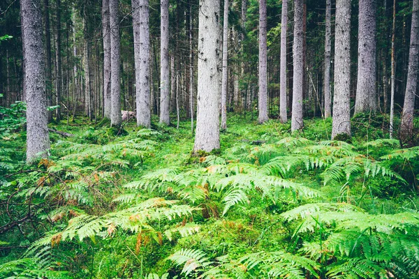 Alter Wald mit moosbewachsenen Bäumen und Sonnenstrahlen. retro körnig — Stockfoto