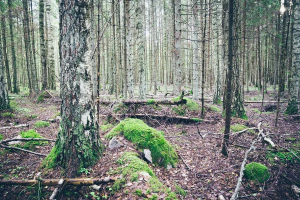 Alter Wald mit moosbewachsenen Bäumen und Sonnenstrahlen. retro körnig — Stockfoto