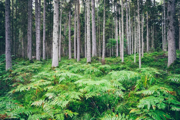 Vecchia foresta con alberi coperti di muschio e raggi di sole. Granuloso retrò — Foto Stock