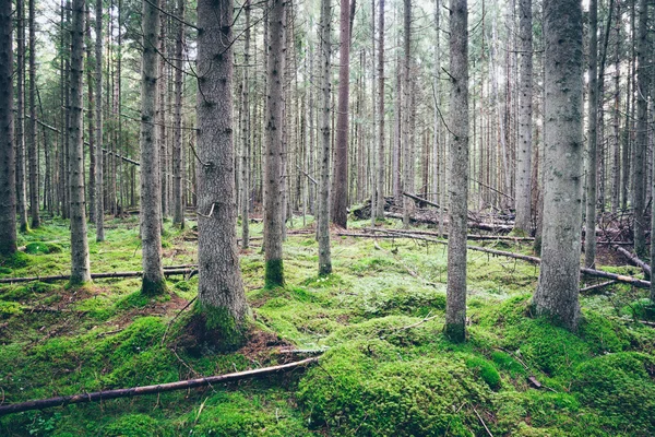 Oud bos met mos gedekt bomen en stralen van de zon. Retro korrelig — Stockfoto