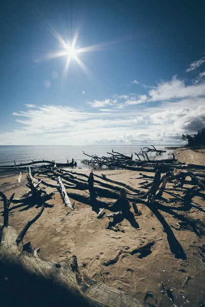 Plaży panoramę z starych pni w wodzie. Retro ziarnisty film l — Zdjęcie stockowe