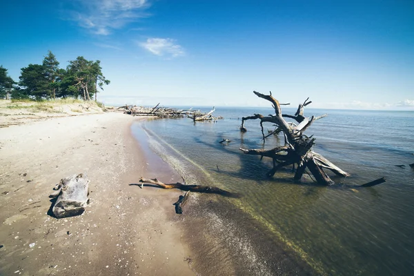 Horizon de la plage avec de vieux troncs d'arbres dans l'eau. Film granuleux rétro l — Photo