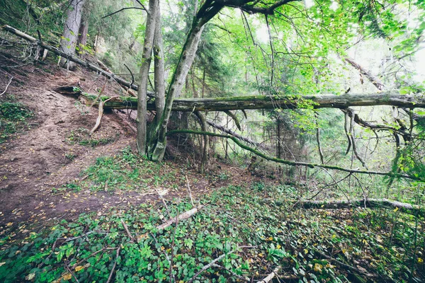 Het parcours van de schilderachtige en mooie toerisme in het bos in de buurt van de rivier. RET — Stockfoto