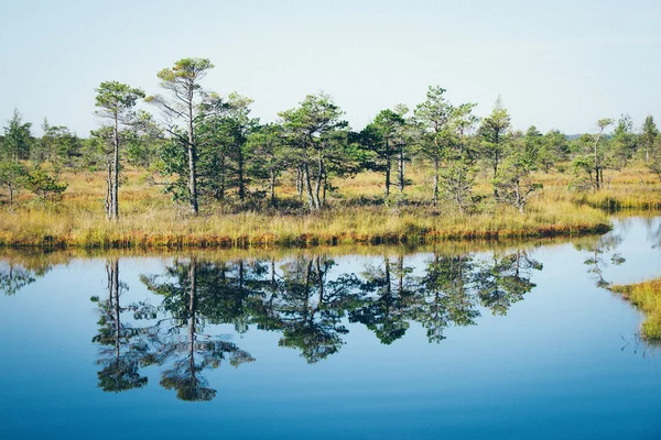 Bellissimo paesaggio tranquillo del lago paludoso nebbioso. Granuloso retrò f — Foto Stock