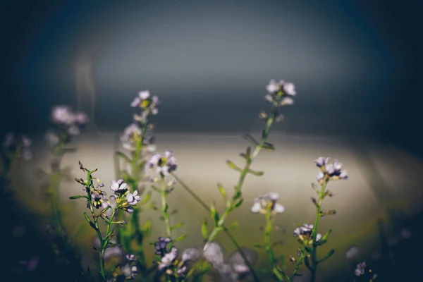 Bella sfocatura sfocatura sfondo con teneri fiori.. Retro gr — Foto Stock