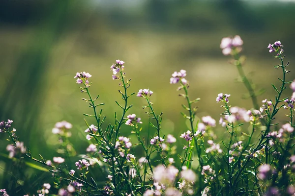 Beautiful defocus blur background with tender flowers.. Retro gr — Stock Photo, Image
