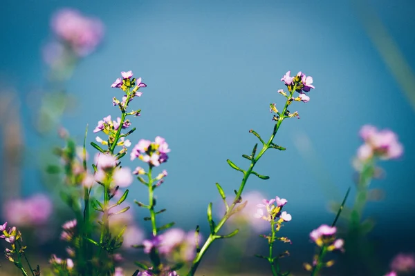 Beautiful defocus blur background with tender flowers.. Retro gr — Stock Photo, Image