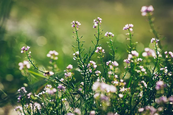 Hermoso desenfoque fondo borroso con flores tiernas.. Retro gr — Foto de Stock