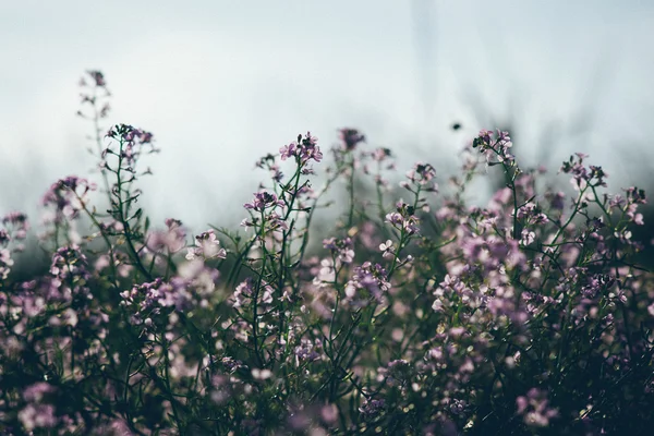 Beautiful defocus blur background with tender flowers.. Retro gr — Stock Photo, Image