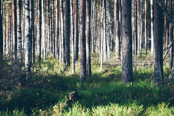 Paisaje pantanoso con árboles en pantano. Aspecto de película granulada retro . —  Fotos de Stock