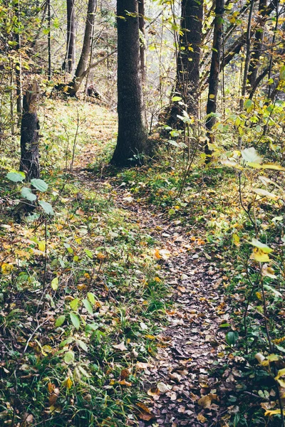 在树林里的秋天彩色的旅游步道。复古木纹膜上厕所 — 图库照片