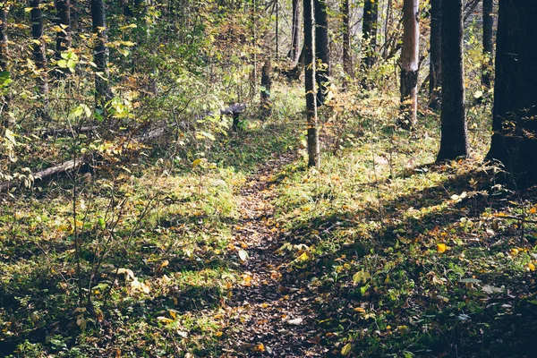 Herbstfarbener Touristenpfad im Wald. retro körnigen Film Klo — Stockfoto
