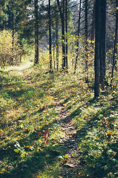 Outono trilha de turismo colorido na floresta. Retro loo filme granulado — Fotografia de Stock