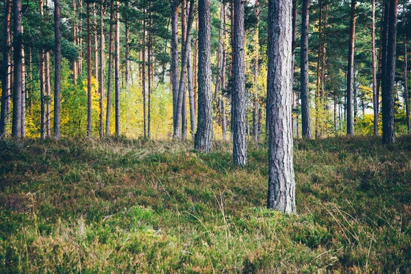 Árboles de otoño de colores en el bosque verde con rayos de sol. Grano retro —  Fotos de Stock