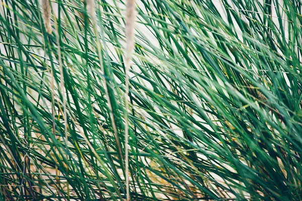 Zöld fű a dűnék a tenger mellett. Retro szemcsés film megjelenés. — Stock Fotó