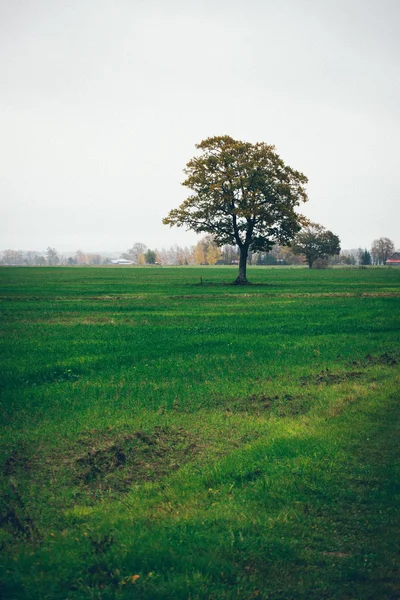 国の木と緑のフィールド。レトロな粒子の粗いフィルムの外観. — ストック写真