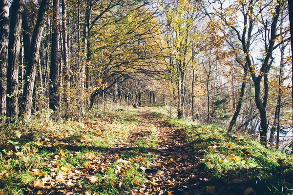 Sentier touristique coloré automne dans les bois. Rétro film granuleux toilettes — Photo