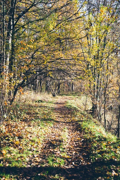 Sentier touristique coloré automne dans les bois. Rétro film granuleux toilettes — Photo