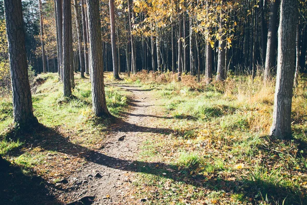 Herbstfarbener Touristenpfad im Wald. retro körnigen Film Klo — Stockfoto