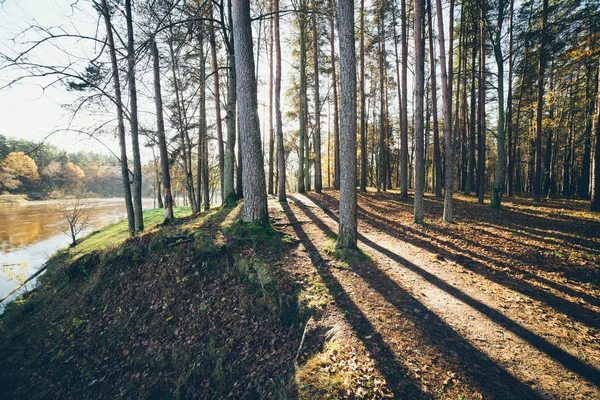 Hösten färgade turism spår i skogen. Retro kornig film loo — Stockfoto