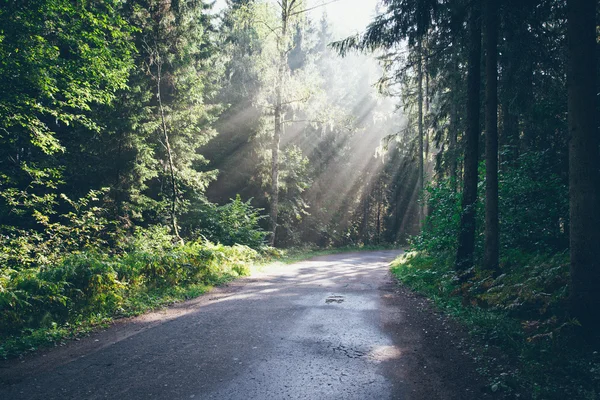 Forest road with sun rays in the morning. Retro grainy film look — Stock Photo, Image