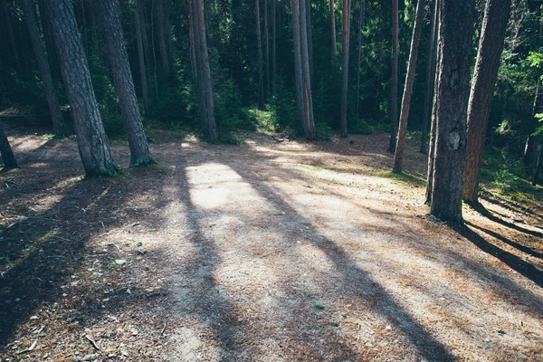 Outono trilha de turismo colorido na floresta. Retro loo filme granulado — Fotografia de Stock