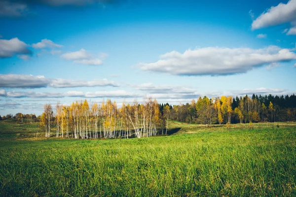 Champ vert avec des arbres dans le pays. Retro look film granuleux . — Photo