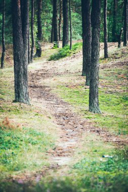 ülke yol sokak akşam güneşi tarafından yaktı. Retro grenli film bak.