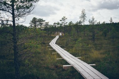 Görünüm göller ve patika ile bataklık. Retro grenli film bak.