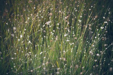güzel yeşil çim closeup arka plan bulanıklık. Retro oyun