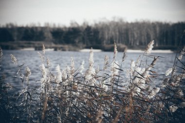 geç dunes denize yakın renklerde düşmek. Retro grenli film bak.