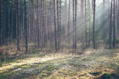ormandaki ağaçlar ile güzel ışık ışınları. Retro grenli film