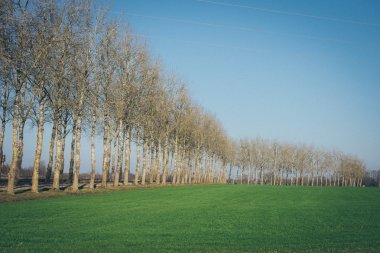 Ağır Sis güzel yeşil çayır. Retro grenli film bak.