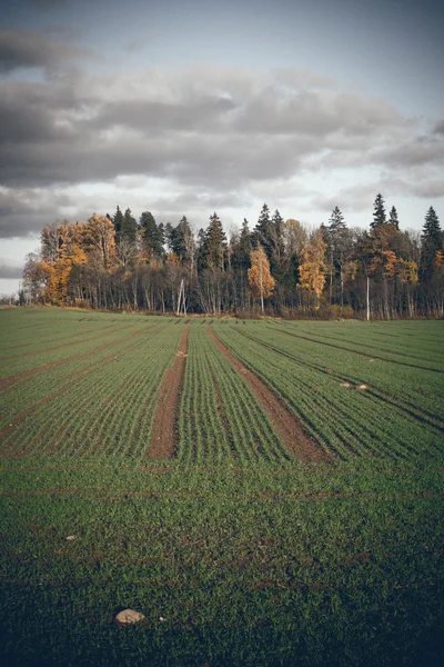 Champ vert avec des arbres dans le pays. Retro look film granuleux . — Photo