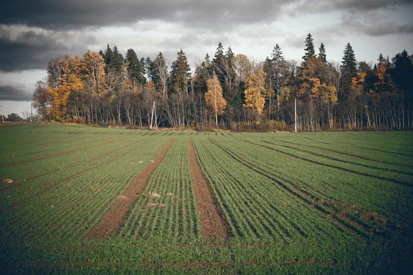 Green field with trees in the country. Retro grainy film look. — Stock Photo, Image