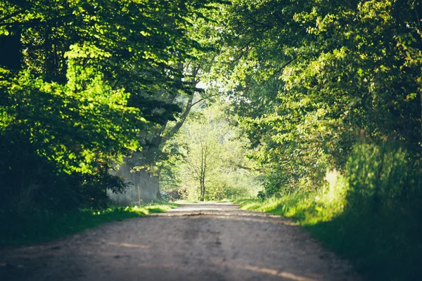 Country road alley lit by evening sun. Retro grainy film look. — Stock Photo, Image